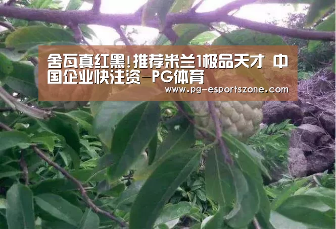 PG竞猜
