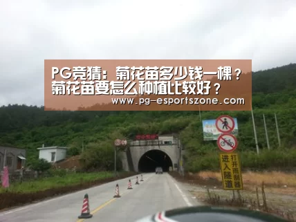 PG竞猜:菊花苗多少钱一棵?菊花苗要怎么种植比较好?(图2) PG篮球